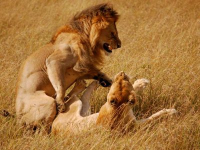 8 Days Budget Camping Safari Kenya