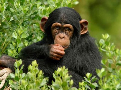 8 days Uganda Safari trail