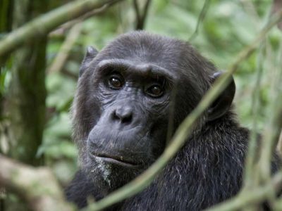 9 days Affordable Uganda Safari tour