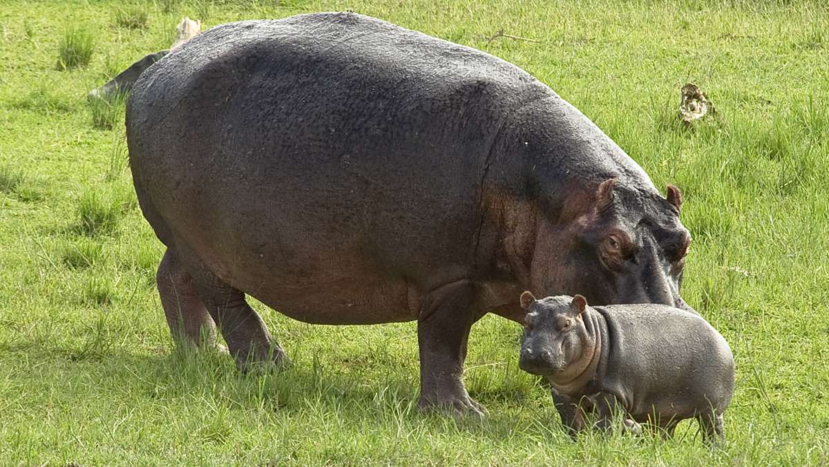 9 day Affordable Uganda Safari Tour