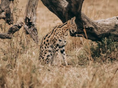 Aberdare National Park