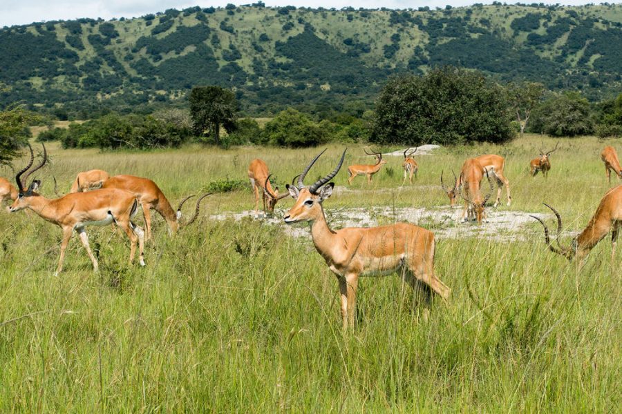 Akagera National Park