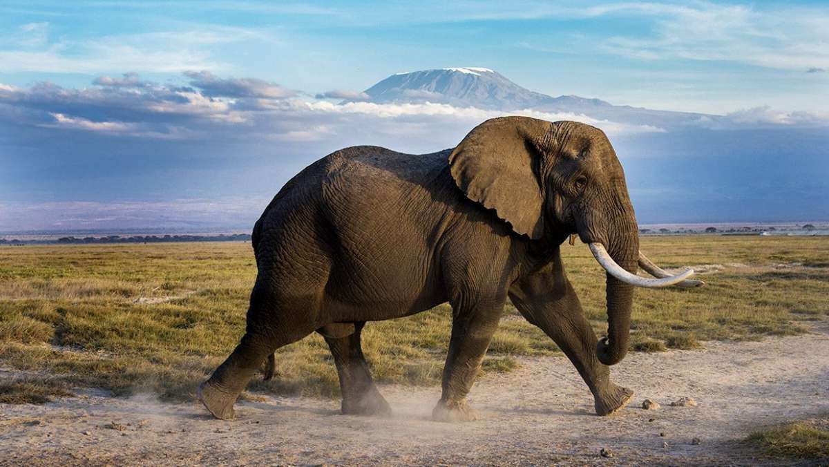 Amazing Kenya Safari