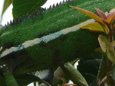 Amber Mountain National Park Madagascar