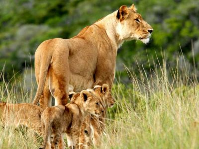 5-Day southern Kenya safari to Amboseli Tsavo West and East
