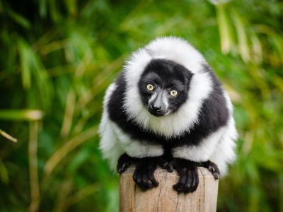 Andasibe-Mantadia National Park