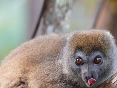 Andringitra National Park Madagascar