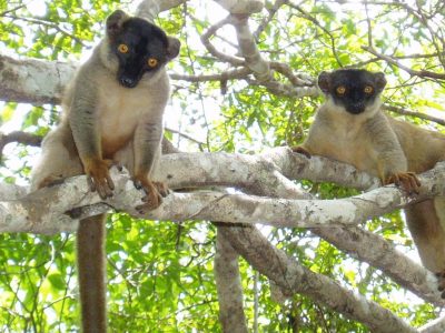Ankarafantsika National Park Madagascar
