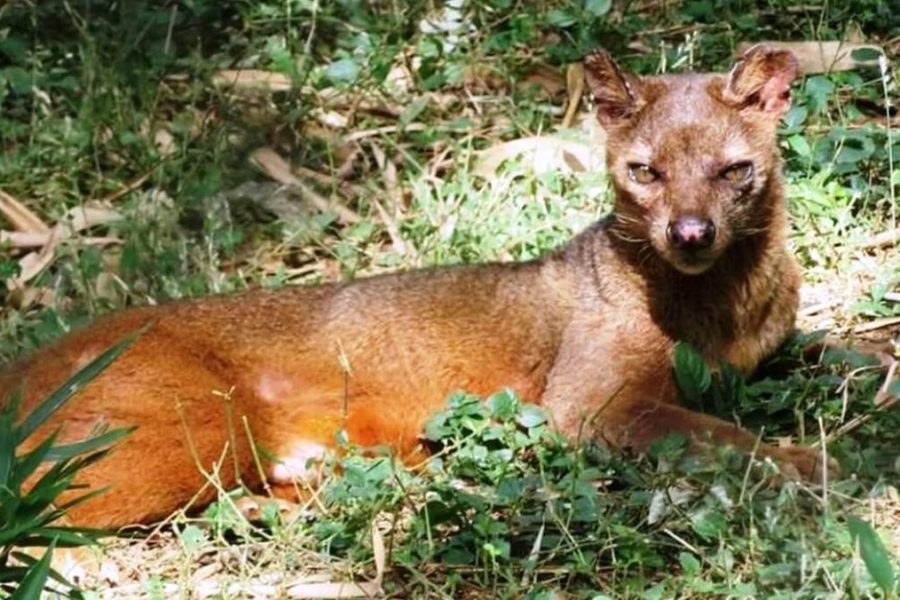 Ankarafantsika National Park Madagascar