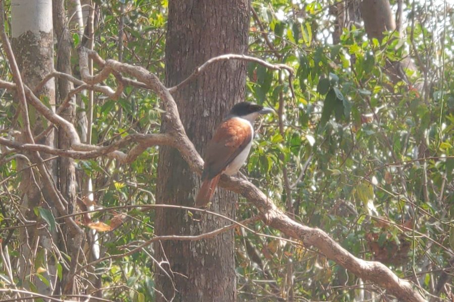 Ankarafantsika National Park Madagascar