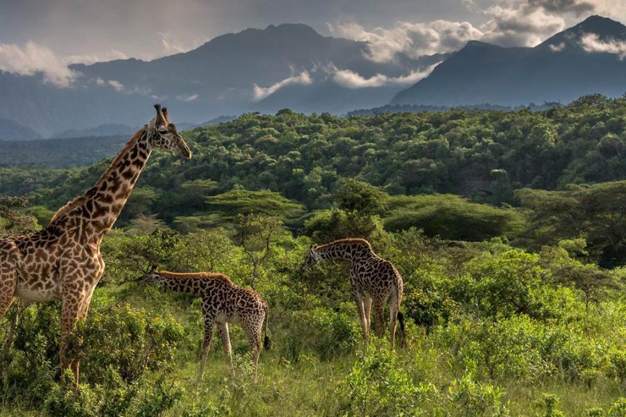 Arusha National Park – Mount Meru, Lakes & Scenic Safaris