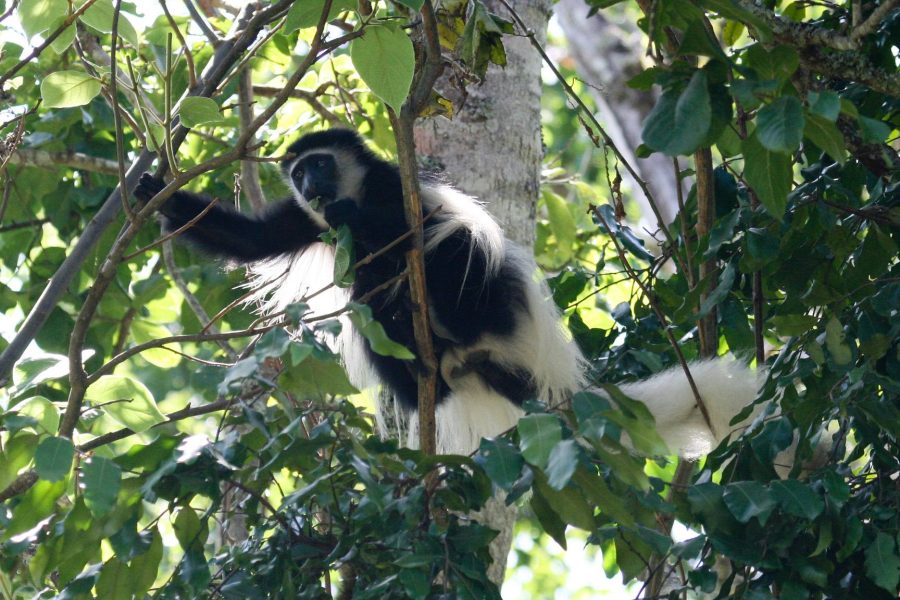 Arusha National Park – Mount Meru, Lakes & Scenic Safaris