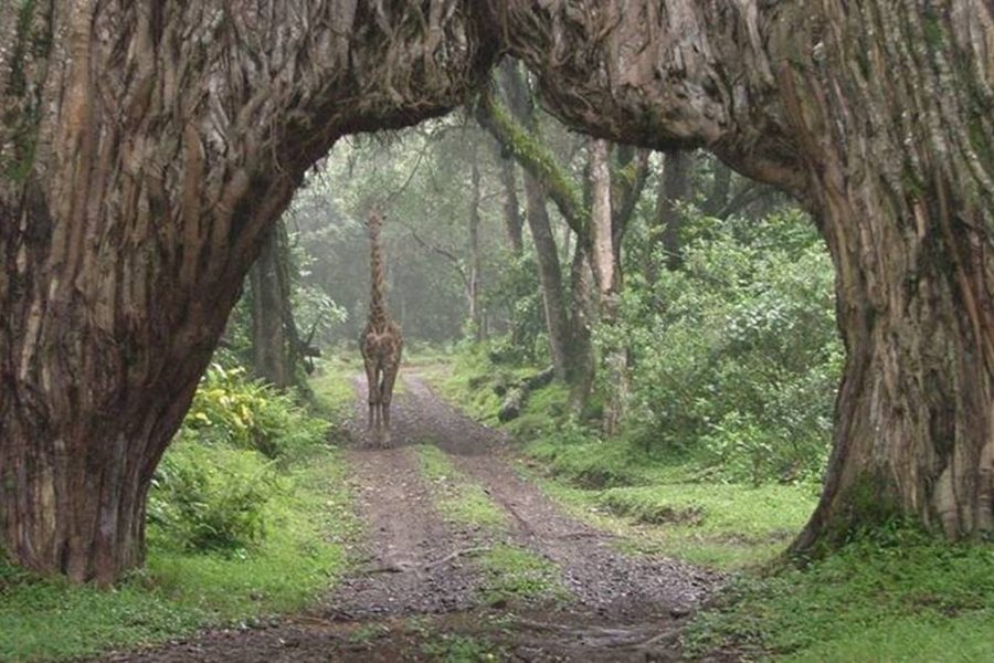 2 Days Arusha National Park Safari