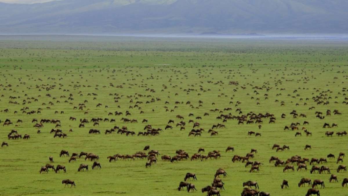 Best Budget Safari Tanzania