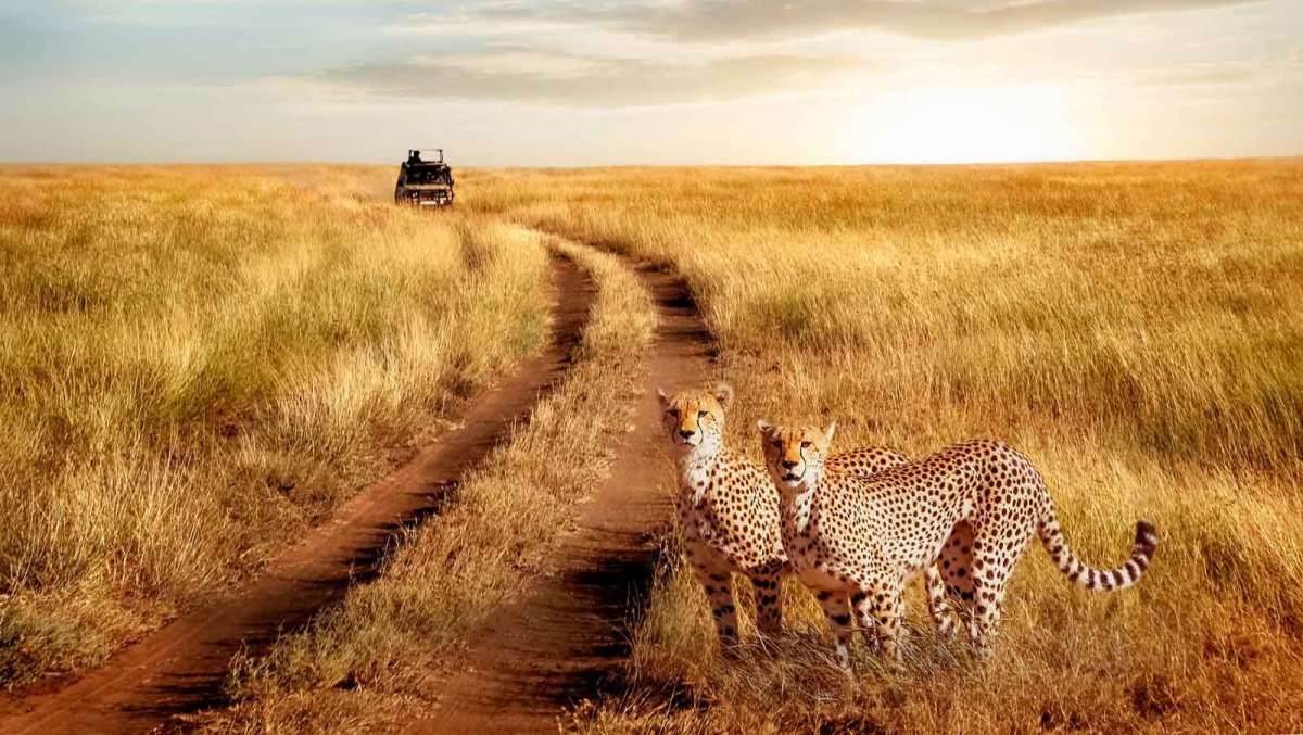 Best Budget Safari Tanzania