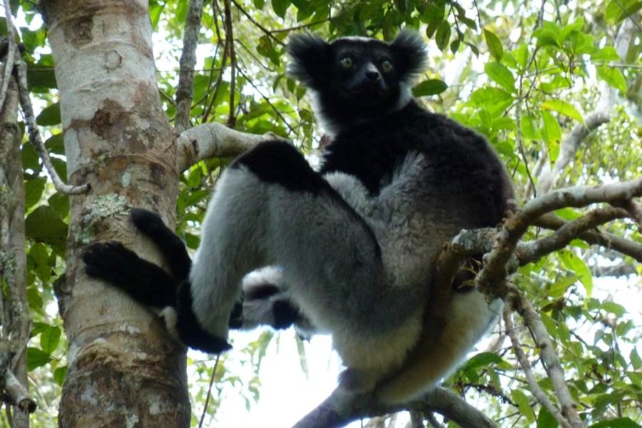 Best Madagascar Tour