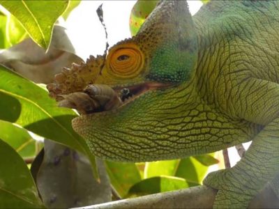 Best-Madagascar-Tour Best Madagascar Tour