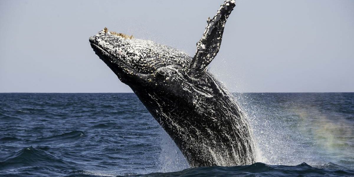 Time to Go to South Africa