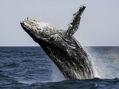 Best-Time-to-Go-to-South-Africa-1 Time to Go to South Africa