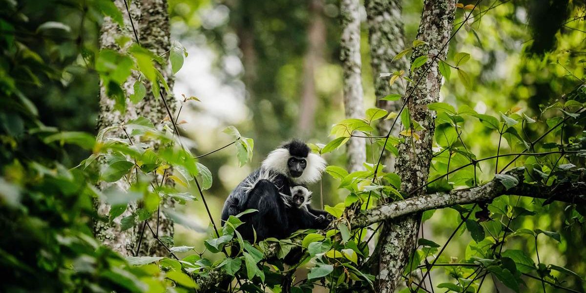 Best Time to Visit Rwanda