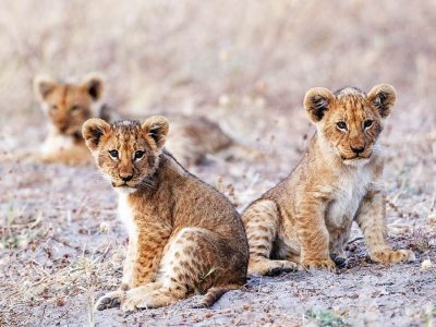 Botswana Romantic Getaway