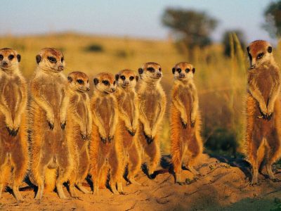 Botswana Safari Adventure