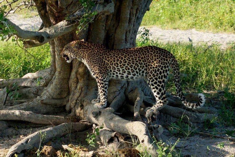 Botswana Safari Trail