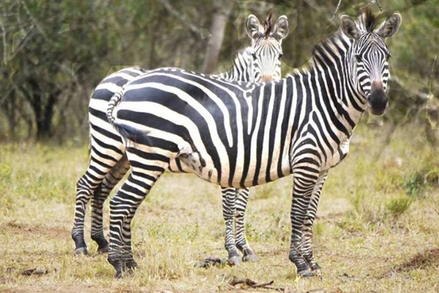 Budget gorilla tour Uganda safari