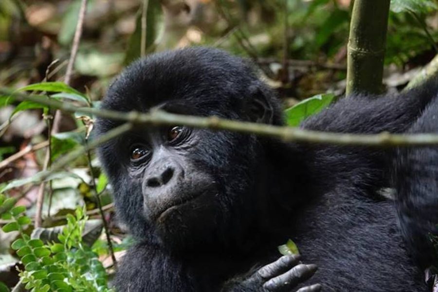 Budget gorilla tour Uganda safari
