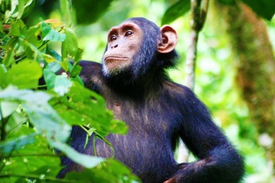 Budget gorilla tour Uganda safari