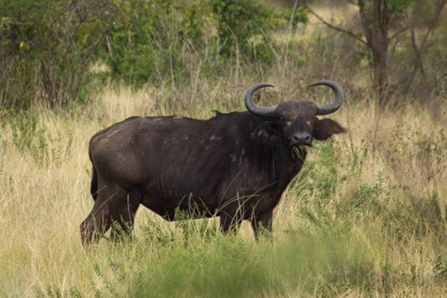 Budget gorilla tour Uganda safari