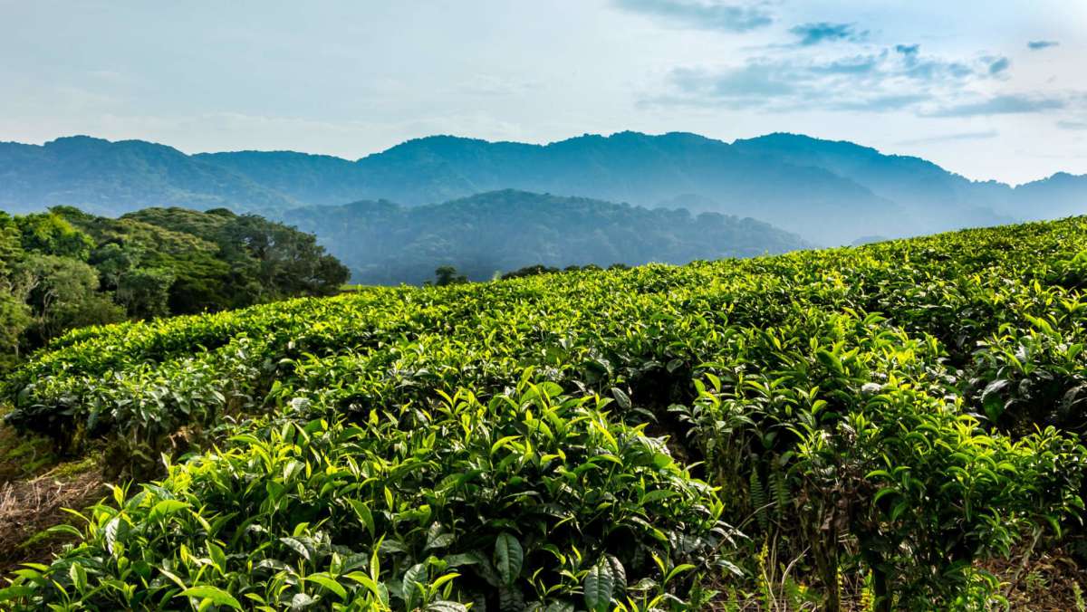 Budget Rwanda Chimpanzee Trekking Safari