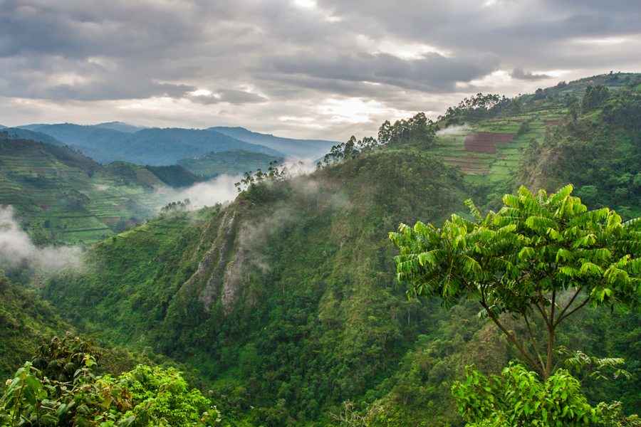Bwindi Impenetrable National Park Uganda | Home of Mountain Gorillas