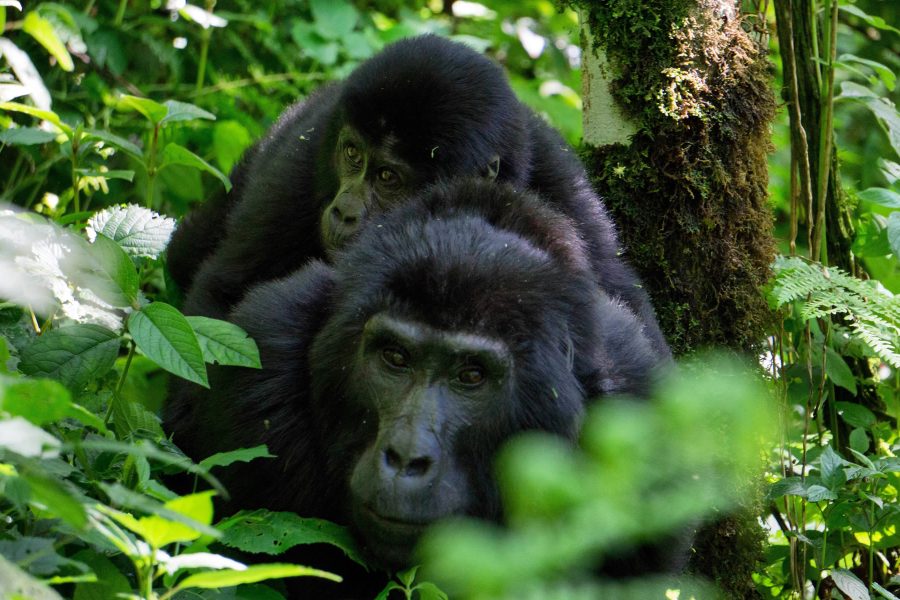 Bwindi Impenetrable National Park Uganda | Home of Mountain Gorillas