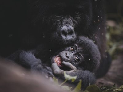 Bwindi Impenetrable National Park Uganda | Home of Mountain Gorillas