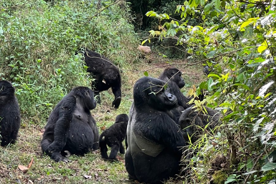 Bwindi Impenetrable National Park Uganda | Home of Mountain Gorillas