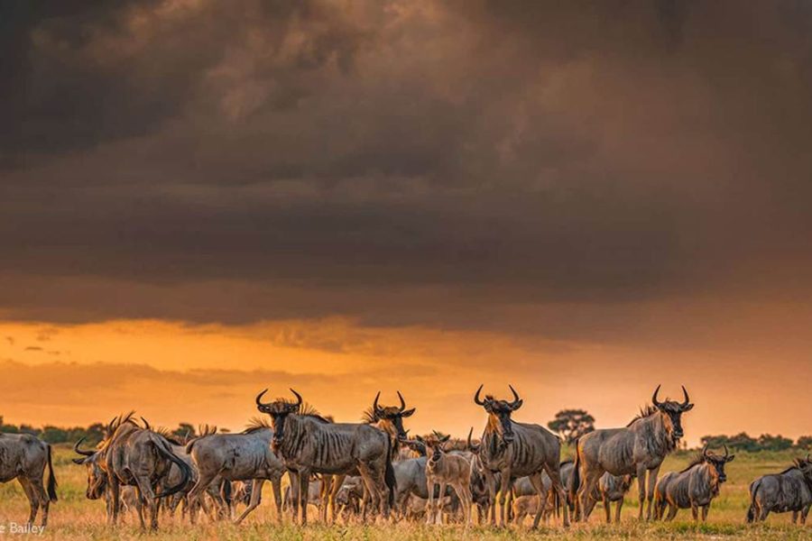 Central Kalahari Game Reserve