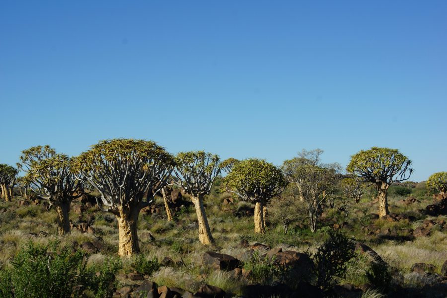 Central Kalahari Game Reserve