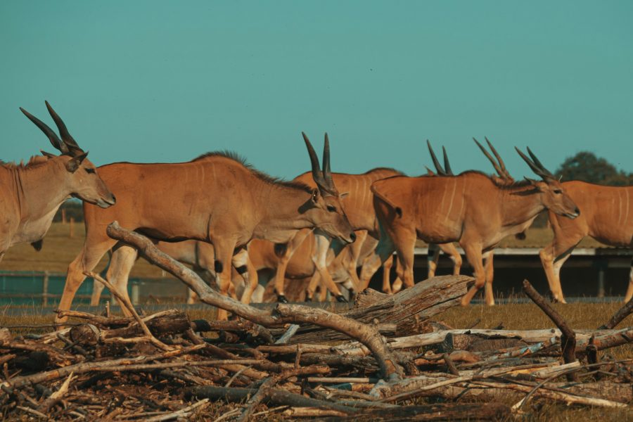 Central Kalahari Game Reserve