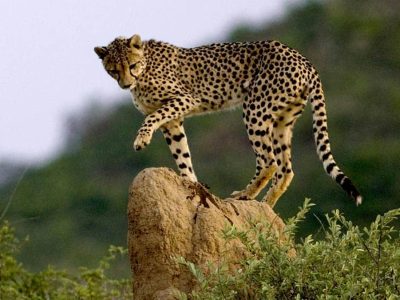 Cheap-Botswana-Safari-2 Cheap Botswana Safari