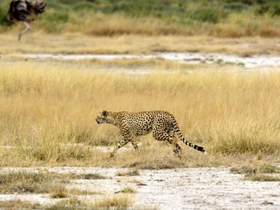 4 Days Cheap Tanzania Safari