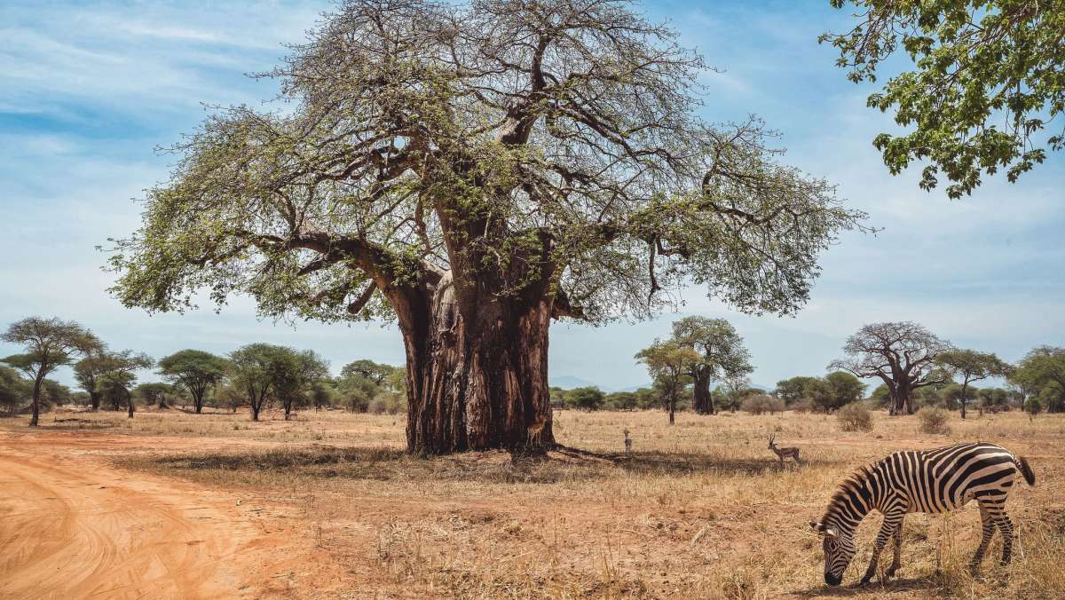 Cheap Tanzania Safari