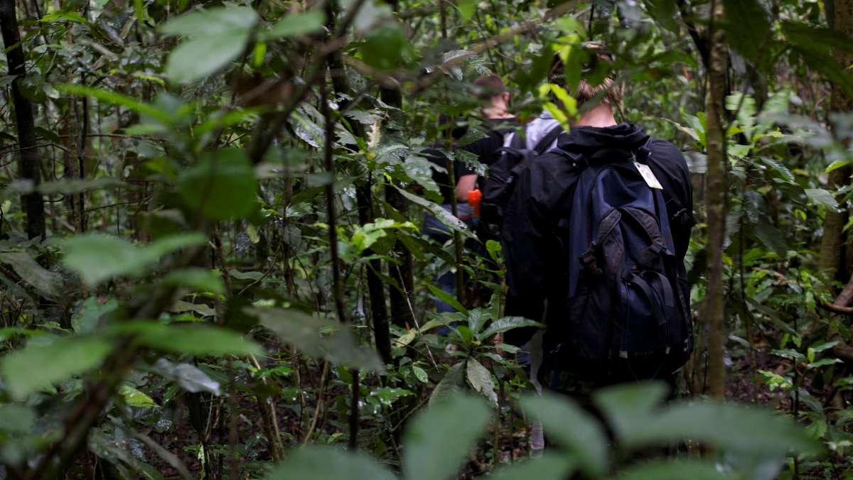 Chimpanzee Trekking Tour Uganda in Uganda