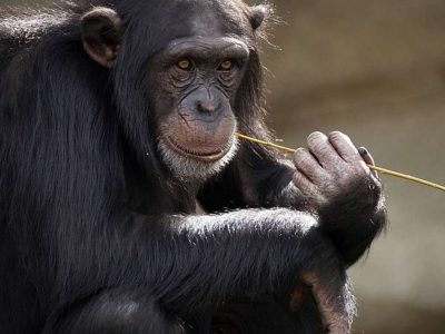 Chimpanzee-Trekking-Safari-in-Uganda Kibale Chimpanzee Trekking Tour Uganda