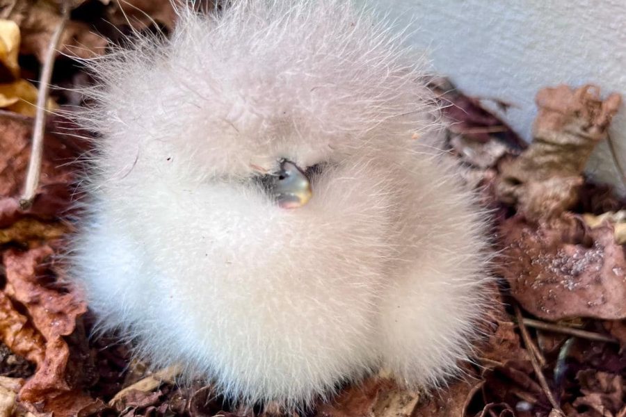 Cousine Island Seychelles