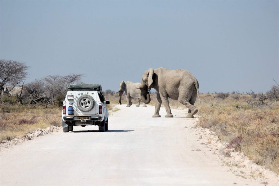 Etosha Lodge Safari
