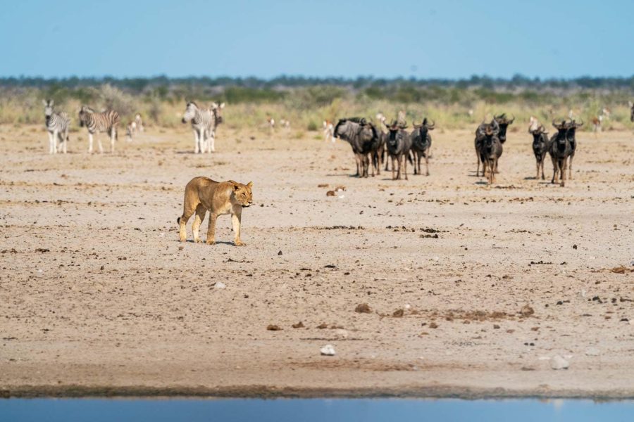 Etosha National Park