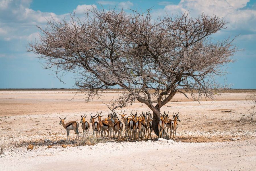 Etosha National Park