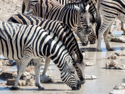 Etosha Safari Tour