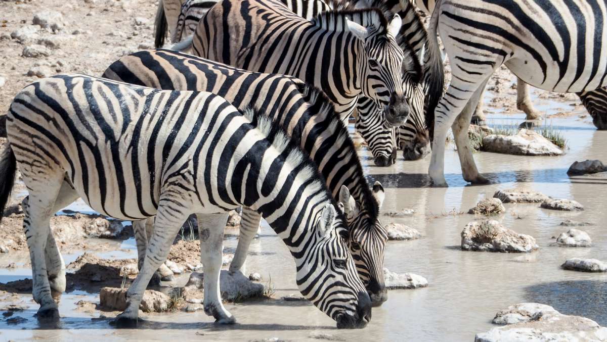 Etosha Safari tour